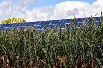 Ein dichtes grünes Maisfeld im Vordergrund, hinter dem eine große Photovoltaikanlage mit blauen Solarmodulen aufragt. Im Hintergrund ist ein leicht bewölkter Himmel zu sehen.