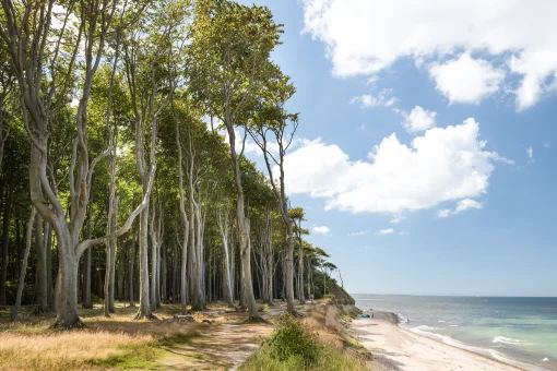 Blick auf den berühmten Gespensterwald bei Nienhagen an der Ostseeküste. Die hohen, charakteristisch windgeformten Buchen stehen direkt an der Steilküste, die an einen Sandstrand und das weite, blaue Meer unter sommerlichem Himmel grenzt.