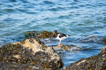 Ein Austernfischer mit charakteristischem schwarz-weißem Gefieder und langem, orangem Schnabel steht auf von Algen bewachsenen Steinen im leicht welligen, blauen Meerwasser.