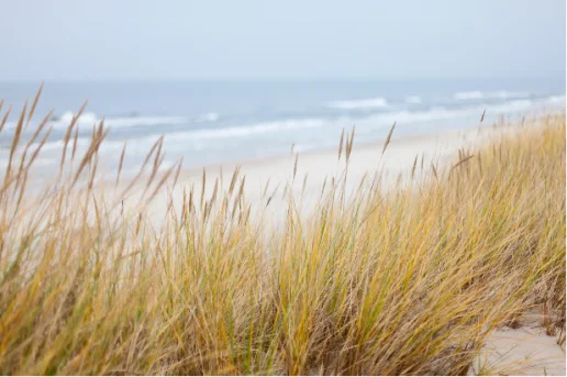 Dünengras im Vordergrund mit Nahaufnahme auf Strand und leicht wellige Ostsee im unscharfen Hintergrund.