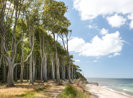 Blick auf den berühmten Gespensterwald bei Nienhagen an der Ostseeküste. Die hohen, charakteristisch windgeformten Buchen stehen direkt an der Steilküste, die an einen Sandstrand und das weite, blaue Meer unter sommerlichem Himmel grenzt.